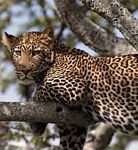 pic for Leopard, Africa